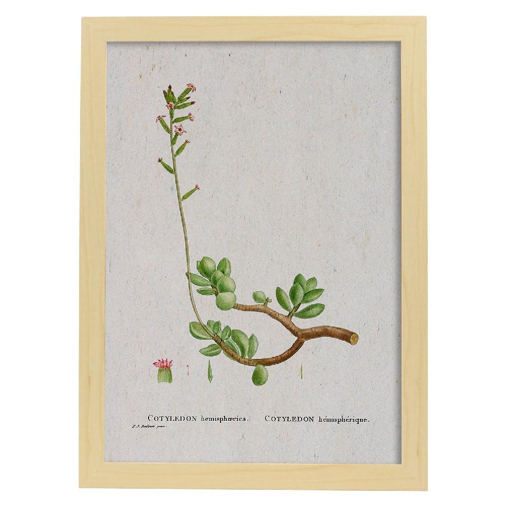 Nacnic Lámina Naturaleza En Acuarela De Pierre-Joseph Redouté
