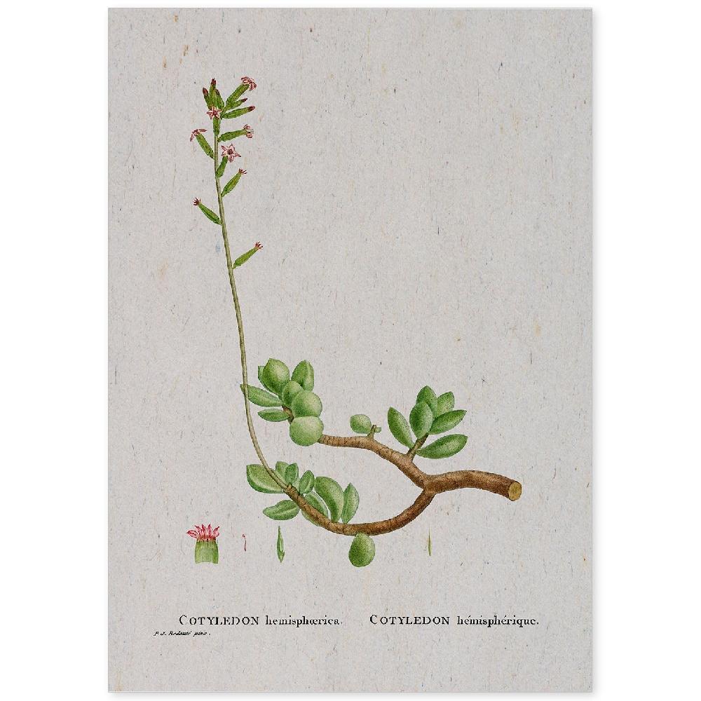nacnic Lámina Naturaleza en Acuarela de Pierre-Joseph Redouté