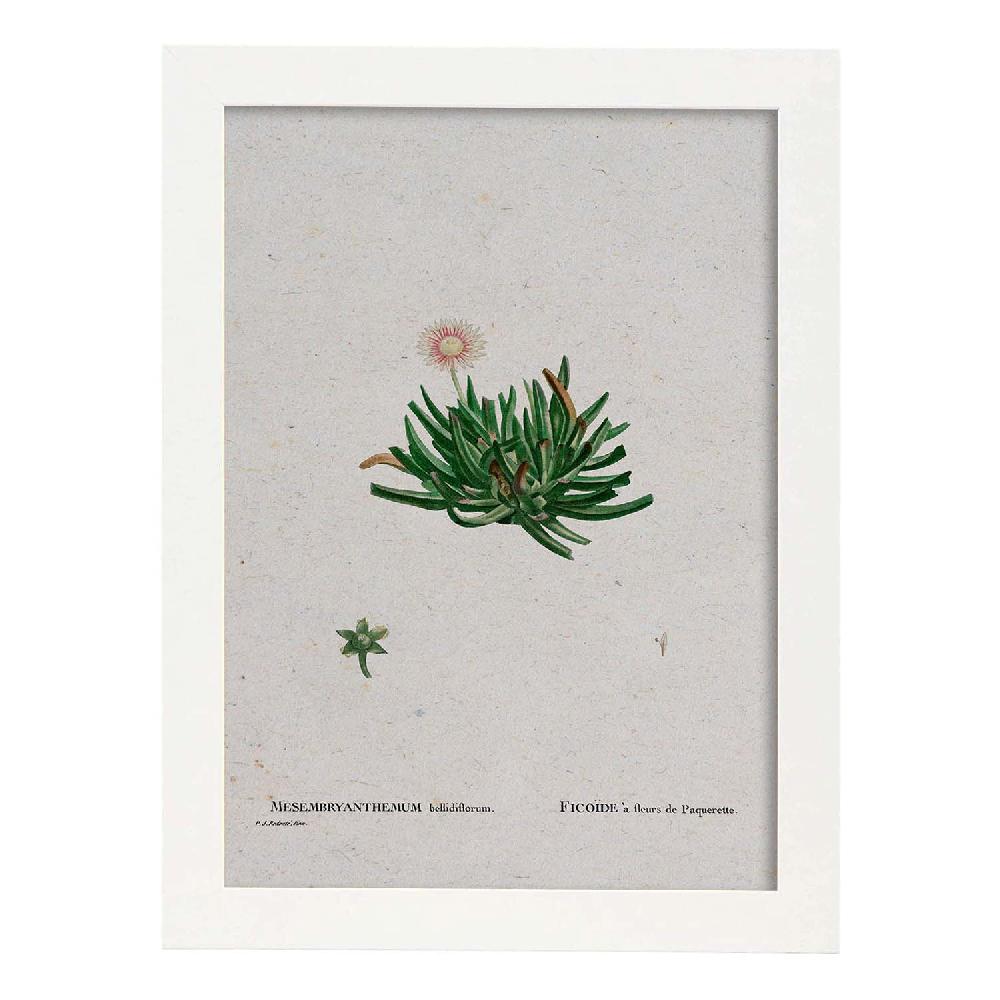 Nacnic Lámina Naturaleza En Acuarela De Pierre-Joseph Redouté