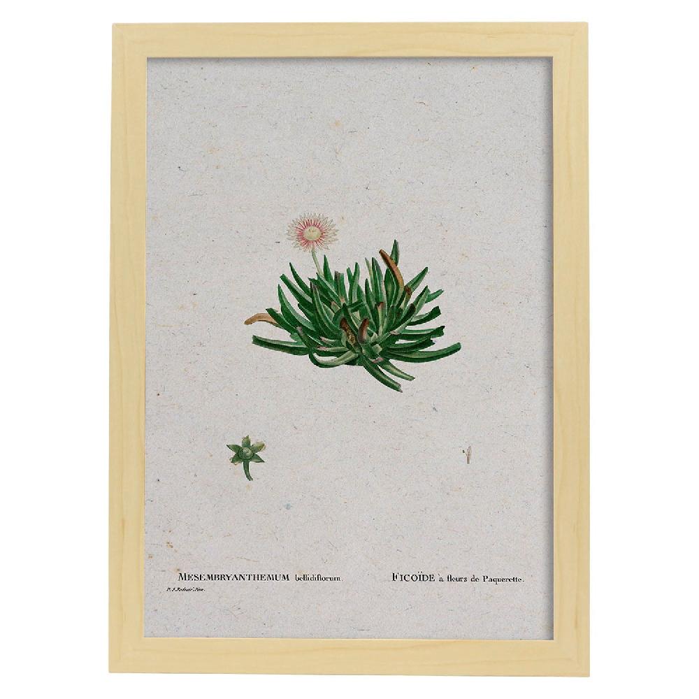 Nacnic Lámina Naturaleza En Acuarela De Pierre-Joseph Redouté