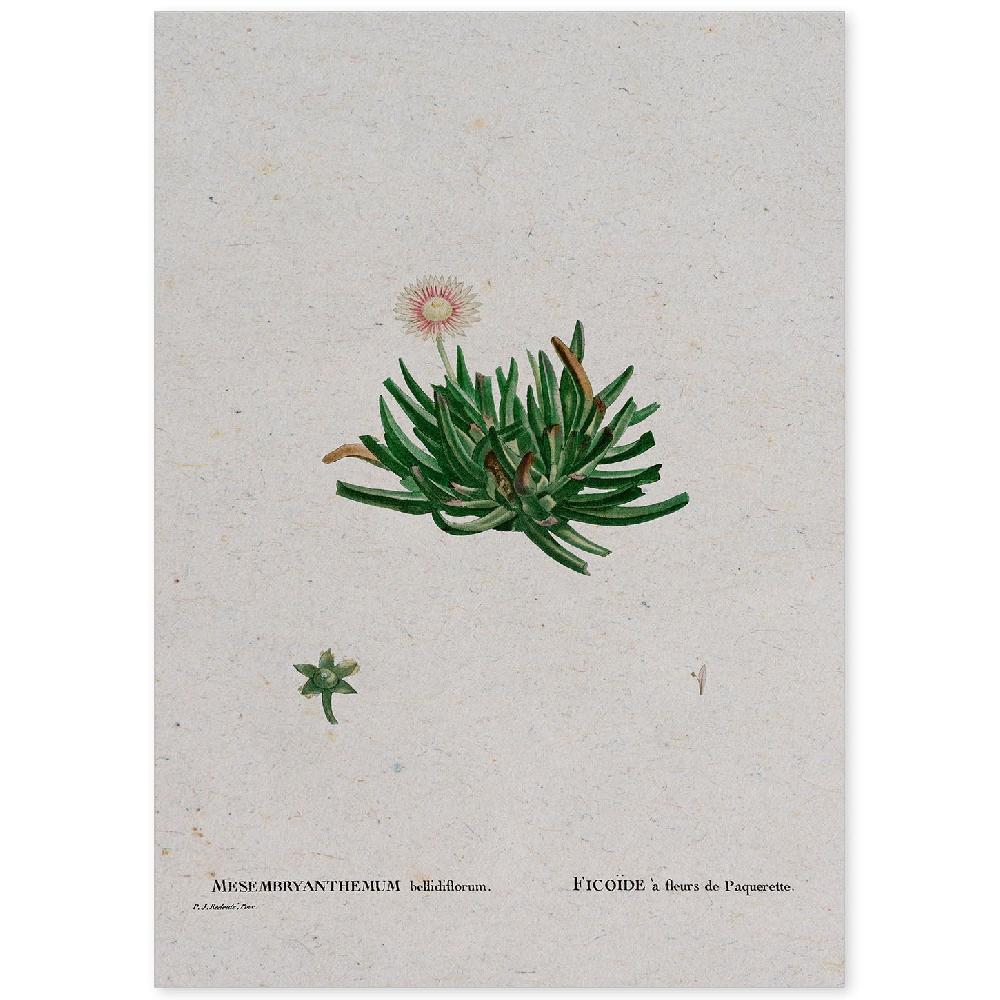 nacnic Lámina Naturaleza en Acuarela de Pierre-Joseph Redouté