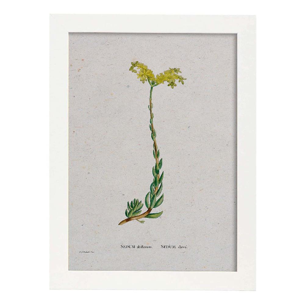 Nacnic Lámina Naturaleza En Acuarela De Pierre-Joseph Redouté