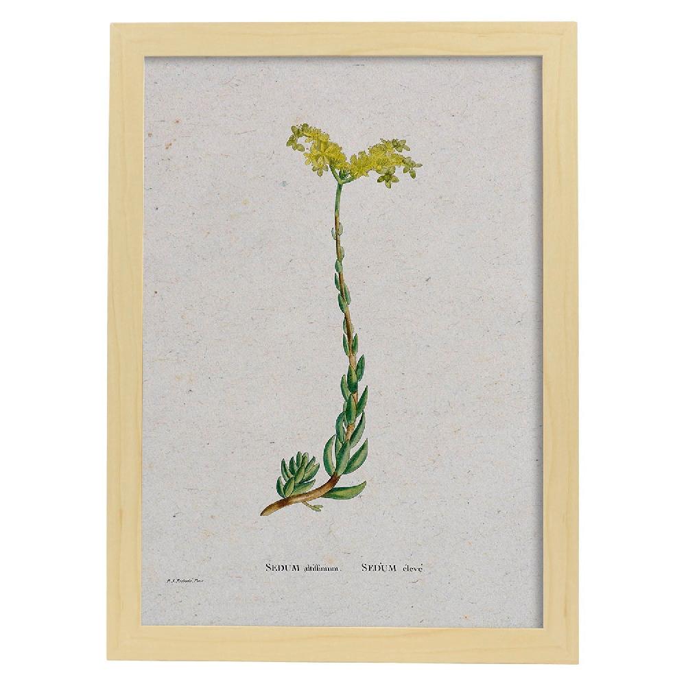 Nacnic Lámina Naturaleza En Acuarela De Pierre-Joseph Redouté