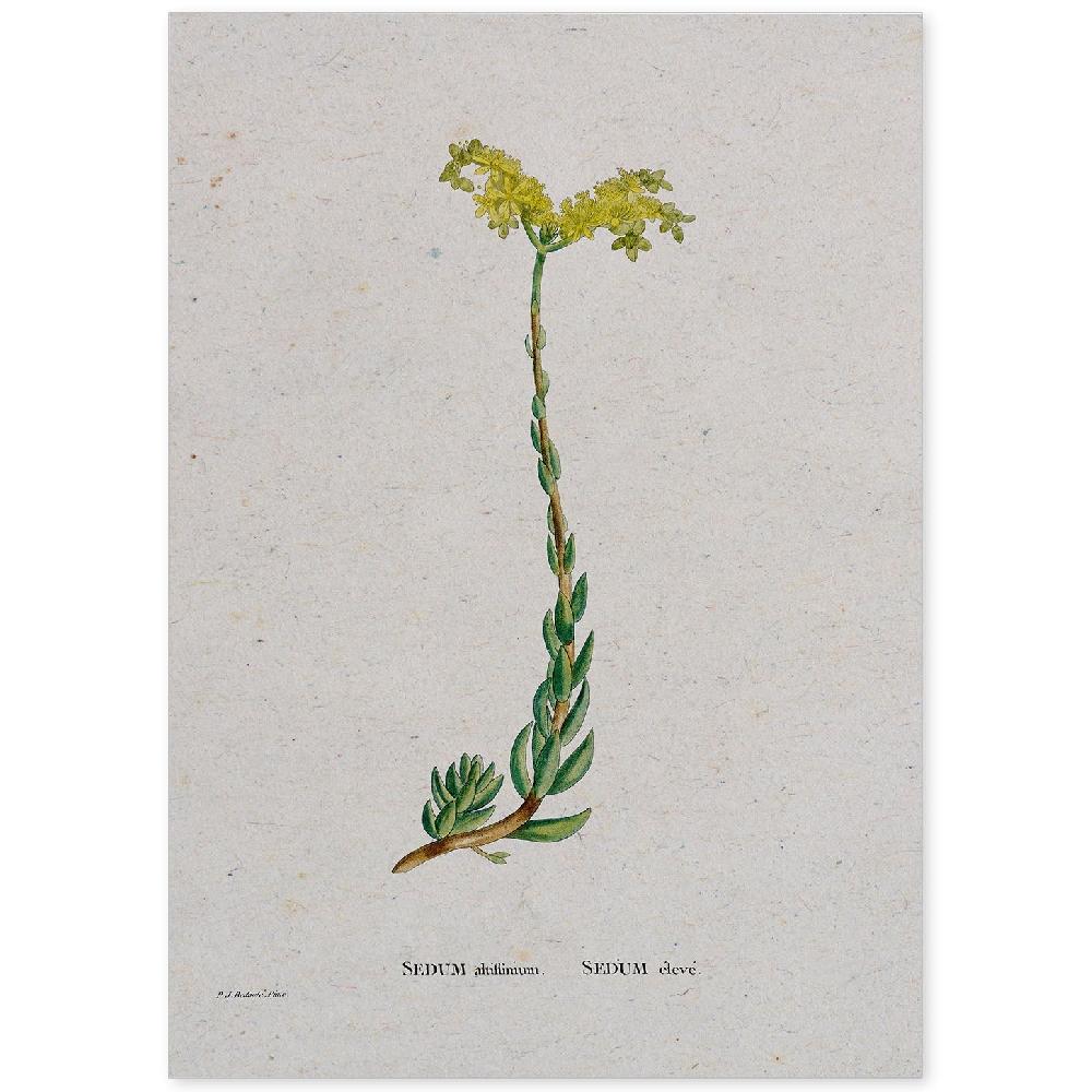 nacnic Lámina Naturaleza en Acuarela de Pierre-Joseph Redouté