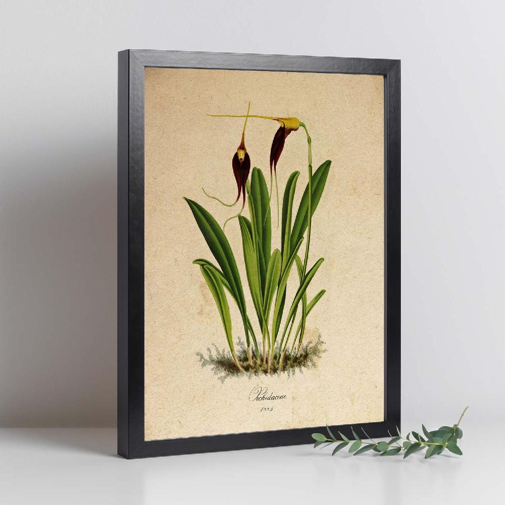 Nacnic Lámina Orchidaceae Vintage En Amarillo Y Morado