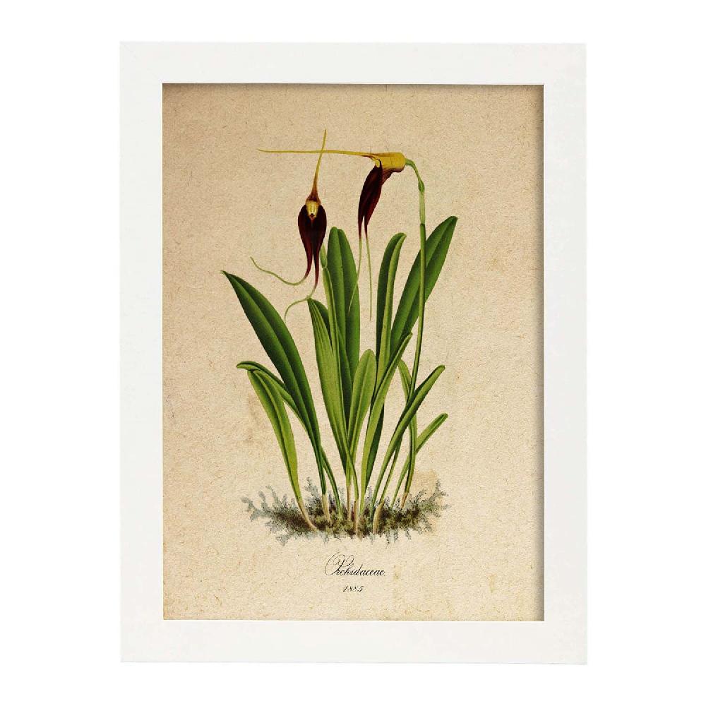Nacnic Lámina Orchidaceae Vintage En Amarillo Y Morado