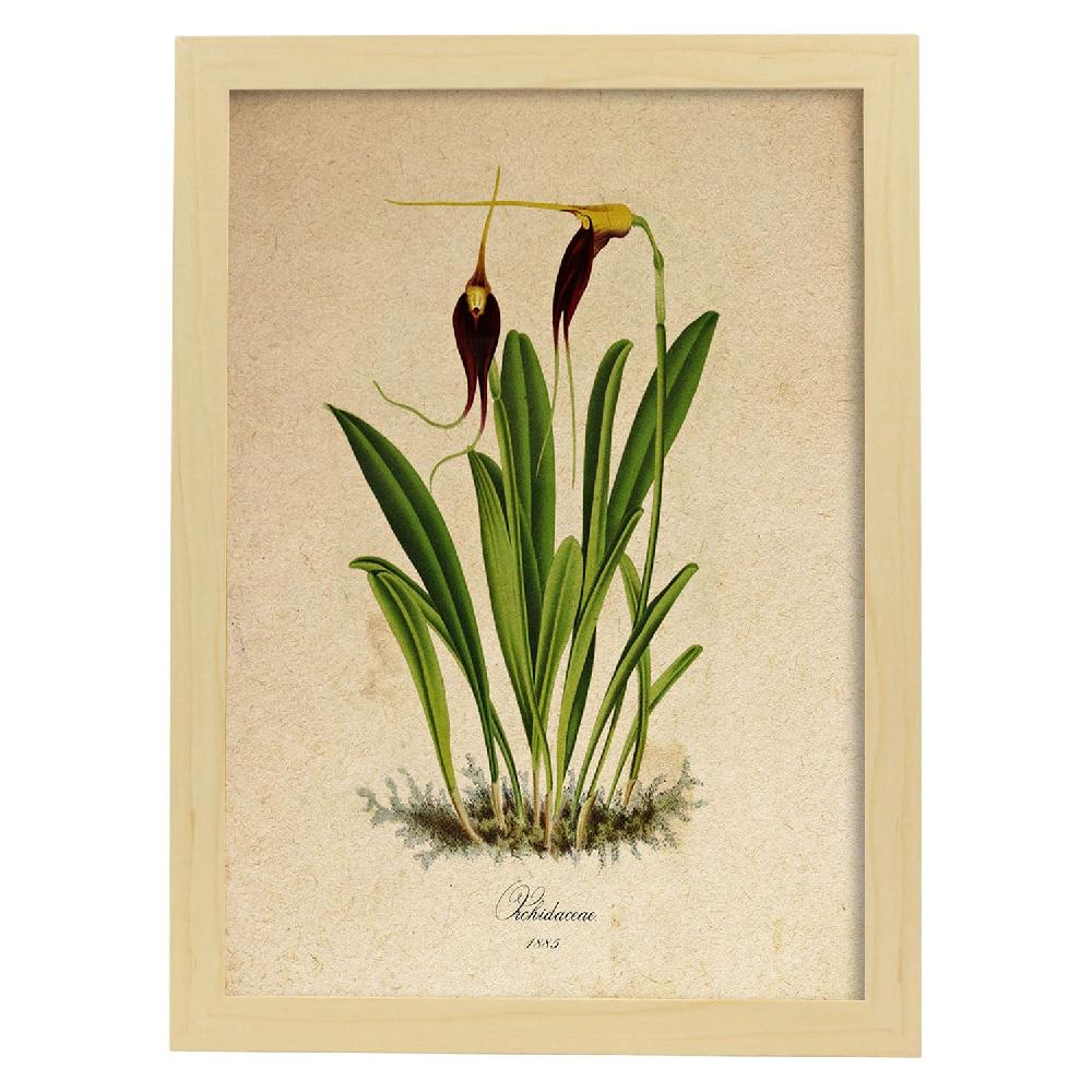 Nacnic Lámina Orchidaceae Vintage En Amarillo Y Morado