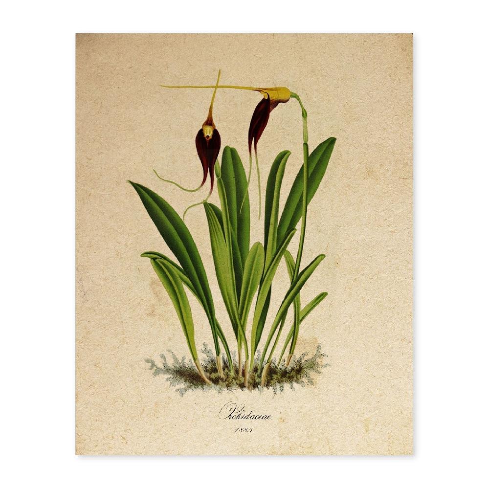 nacnic Lámina Orchidaceae Vintage en Amarillo y Morado