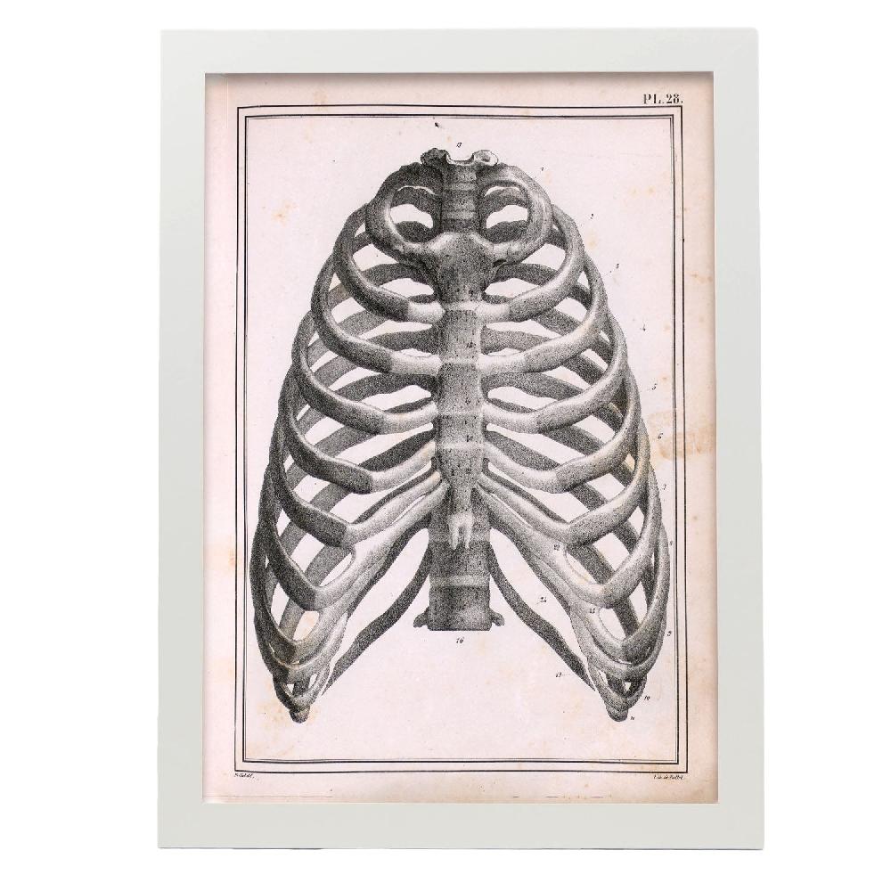 Nacnic Lamina Paillou Costillas Esternón Y Vértebras Torácicas