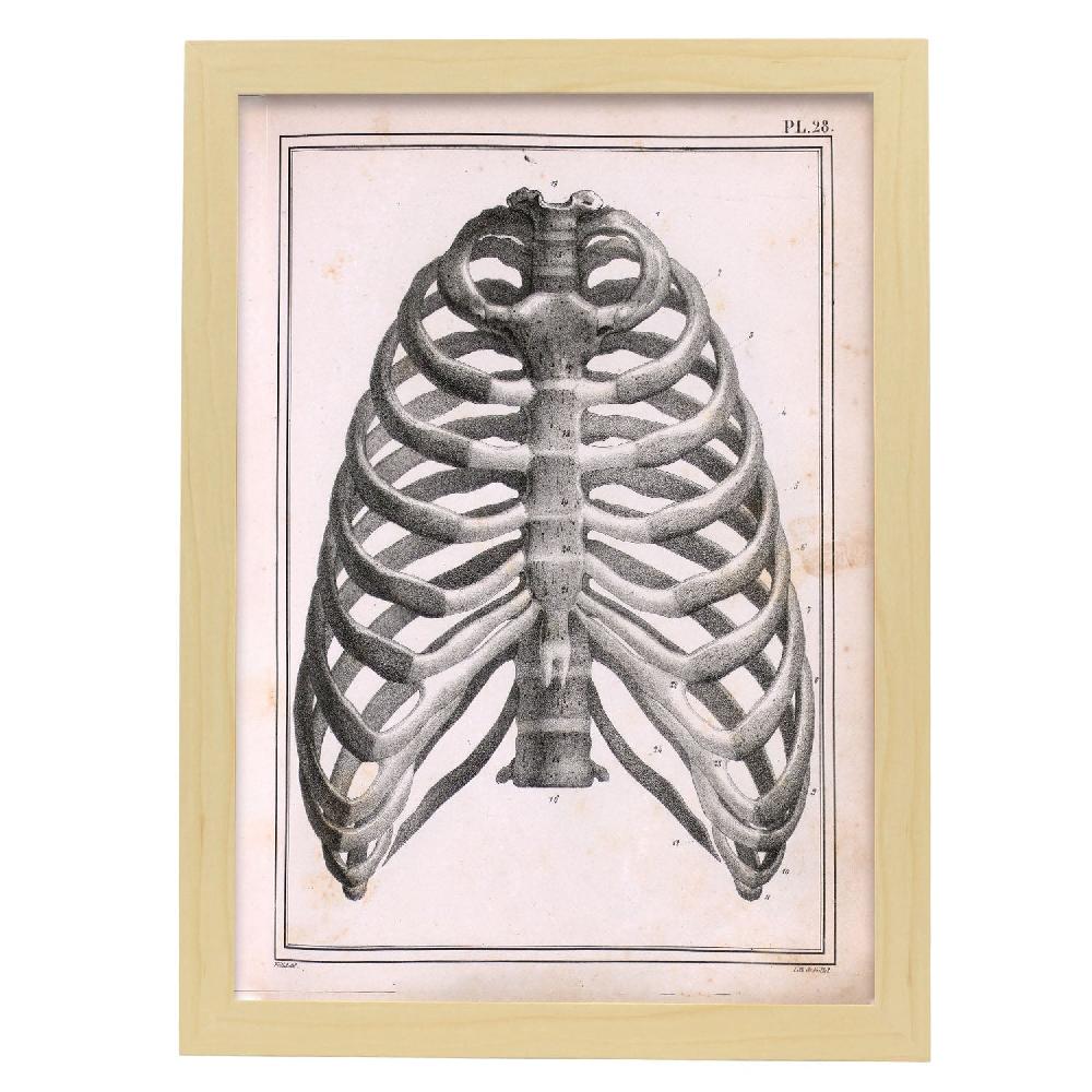 Nacnic Lamina Paillou Costillas Esternón Y Vértebras Torácicas