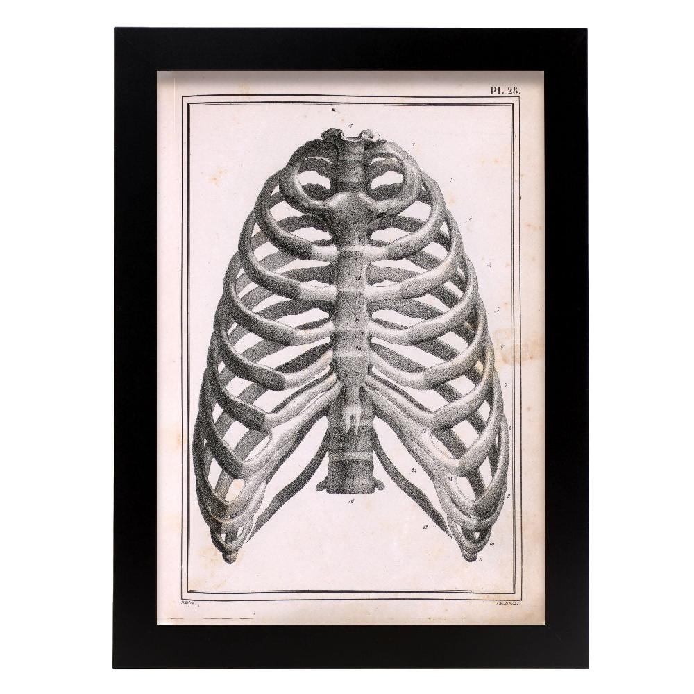 nacnic Lamina Paillou Costillas esternón y vértebras torácicas