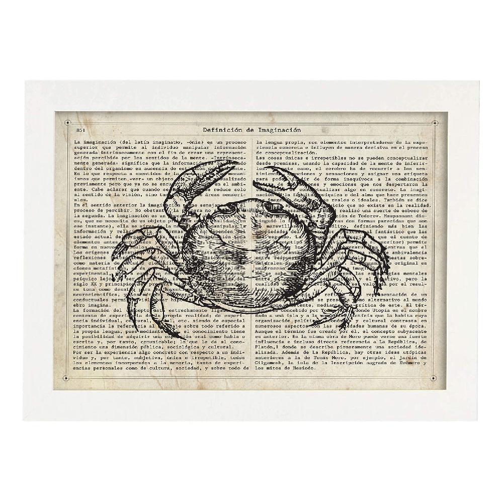 Nacnic Lámina Vintage De Cangrejo Con Texto Y Definición