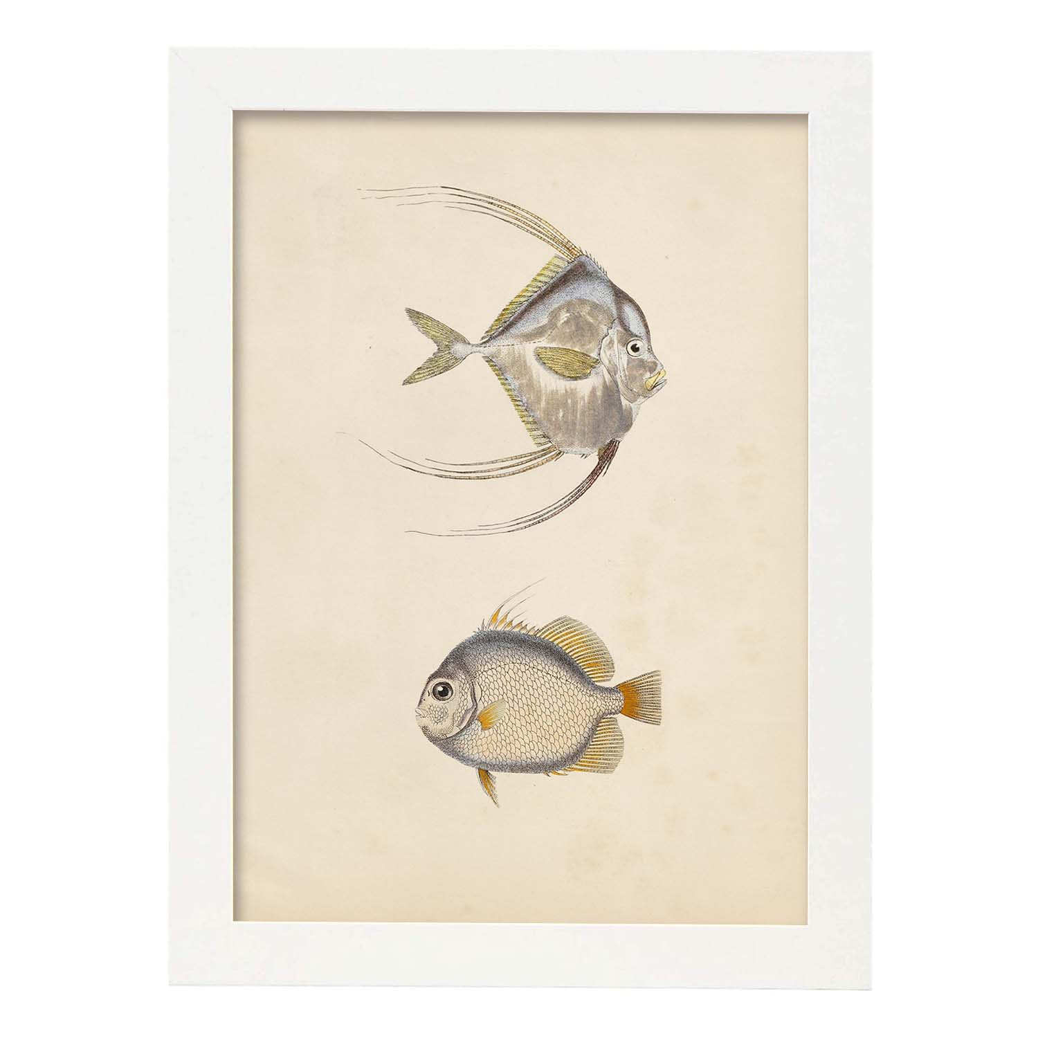 Nacnic Lámina Vintage De Dos Peces Gris Naranja Y Beige