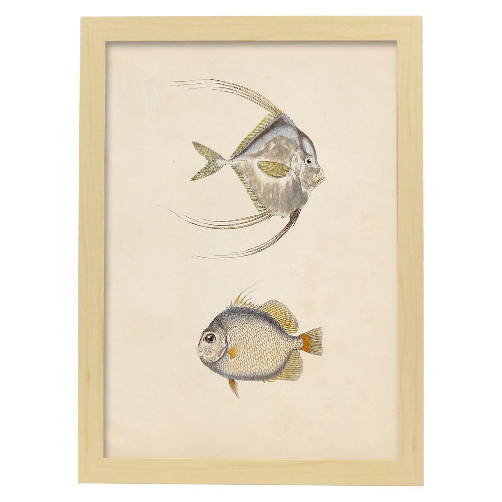 Nacnic Lámina Vintage De Dos Peces Gris Naranja Y Beige