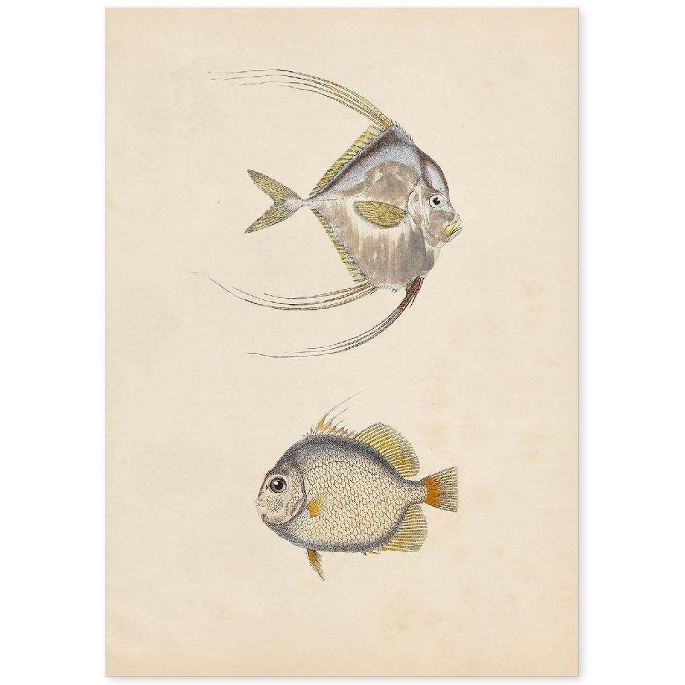 nacnic Lámina Vintage de Dos Peces Gris Naranja y Beige