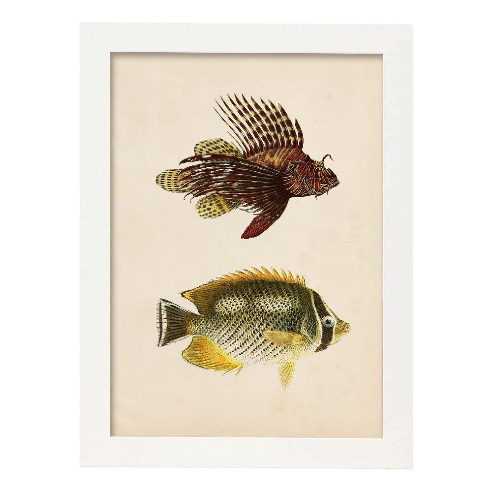 Nacnic Lámina Vintage De Dos Peces Marrón Amarillo Y Verde