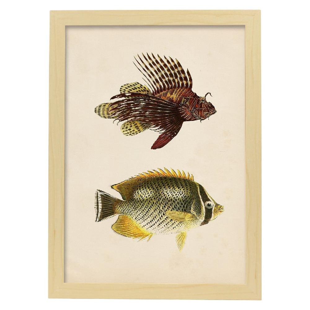 Nacnic Lámina Vintage De Dos Peces Marrón Amarillo Y Verde