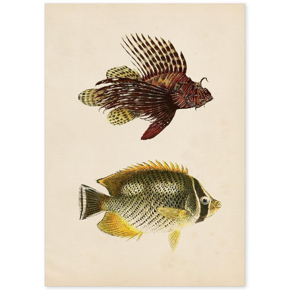 nacnic Lámina Vintage de Dos Peces Marrón Amarillo y Verde