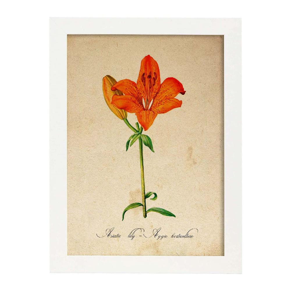 Nacnic Lámina Vintage De Lirio Asiático Aggie Horticulture
