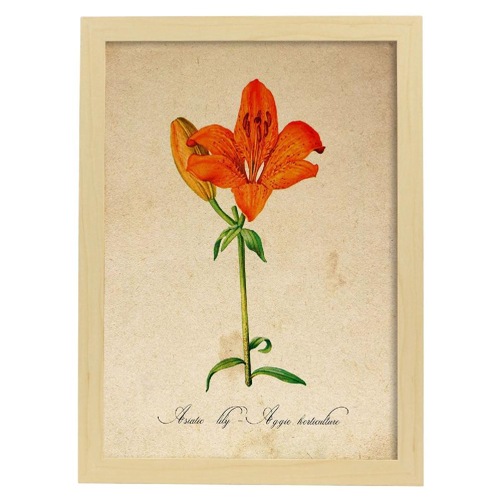 Nacnic Lámina Vintage De Lirio Asiático Aggie Horticulture