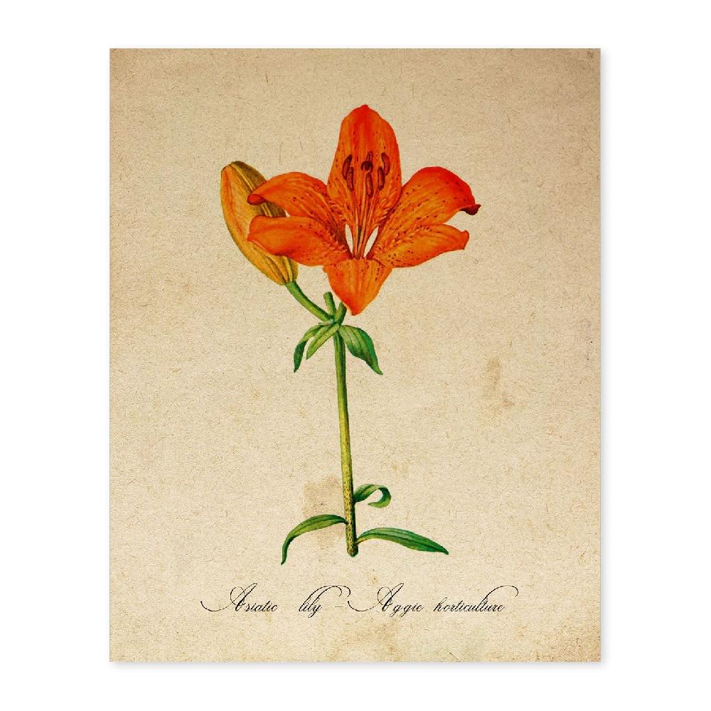 nacnic Lámina Vintage de Lirio Asiático Aggie Horticulture