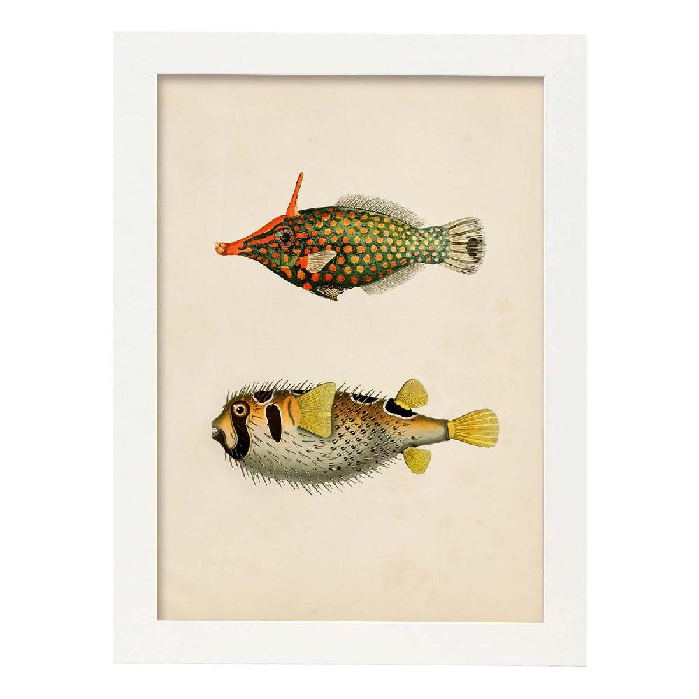 Nacnic Lámina Vintage De Peces Amarillo Verde Negro Y Rojo