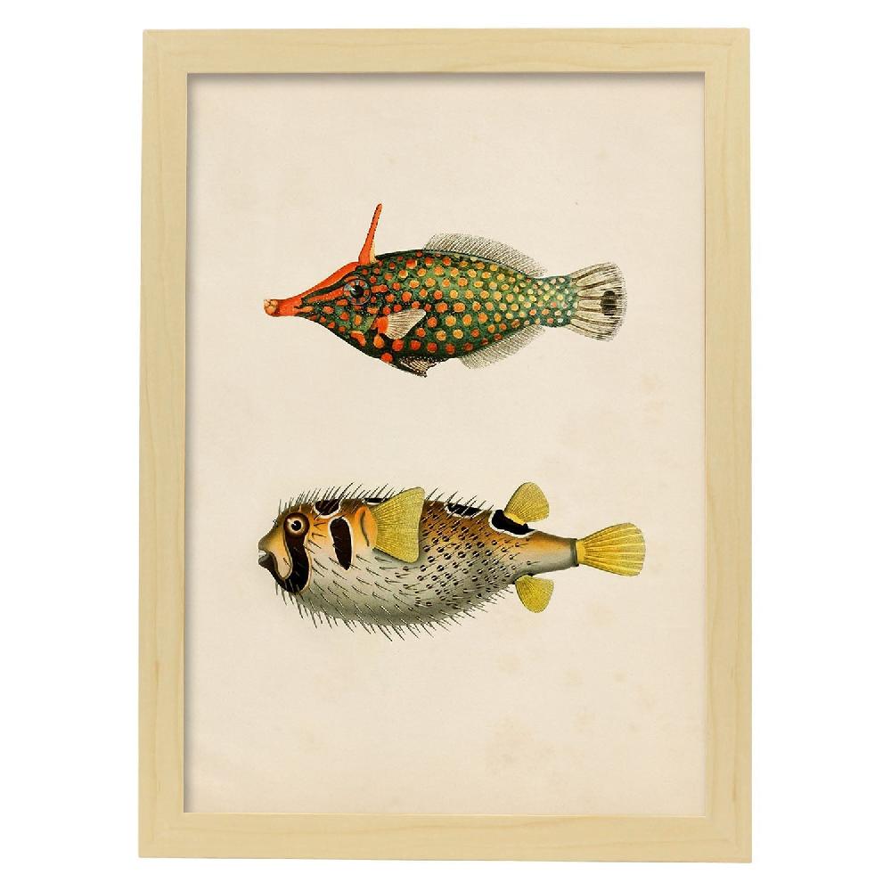 Nacnic Lámina Vintage De Peces Amarillo Verde Negro Y Rojo