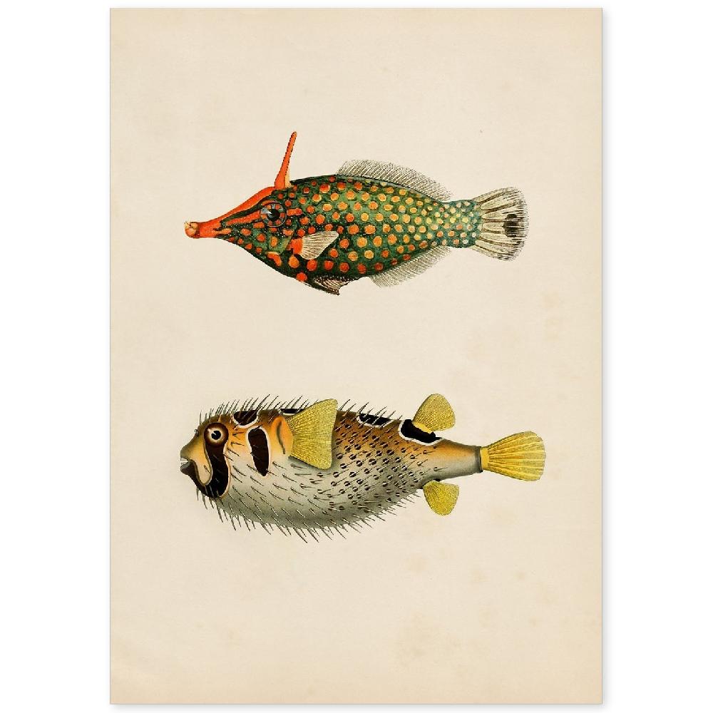 nacnic Lámina Vintage de Peces Amarillo Verde Negro y Rojo