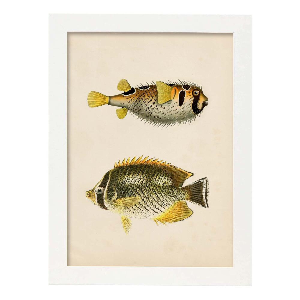 Nacnic Lámina Vintage De Peces Amarillos Grises Y Negros