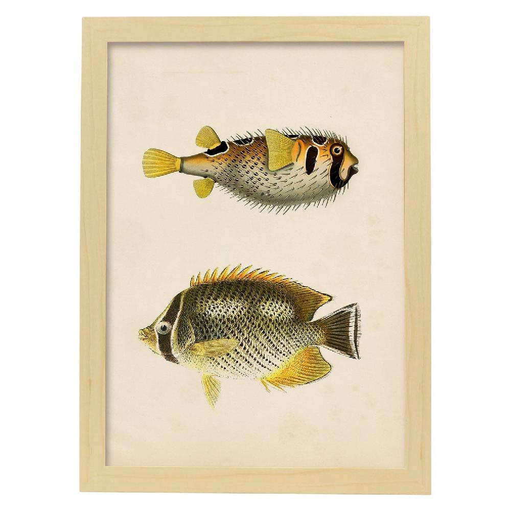 Nacnic Lámina Vintage De Peces Amarillos Grises Y Negros