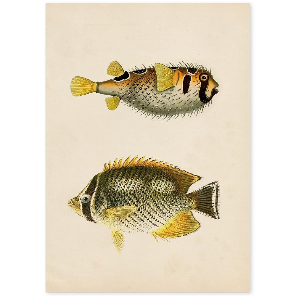 nacnic Lámina Vintage de Peces Amarillos Grises y Negros