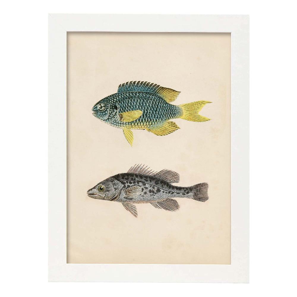 Nacnic Lámina Vintage De Peces Azul Amarillo Y Gris