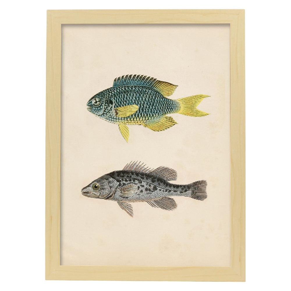 Nacnic Lámina Vintage De Peces Azul Amarillo Y Gris