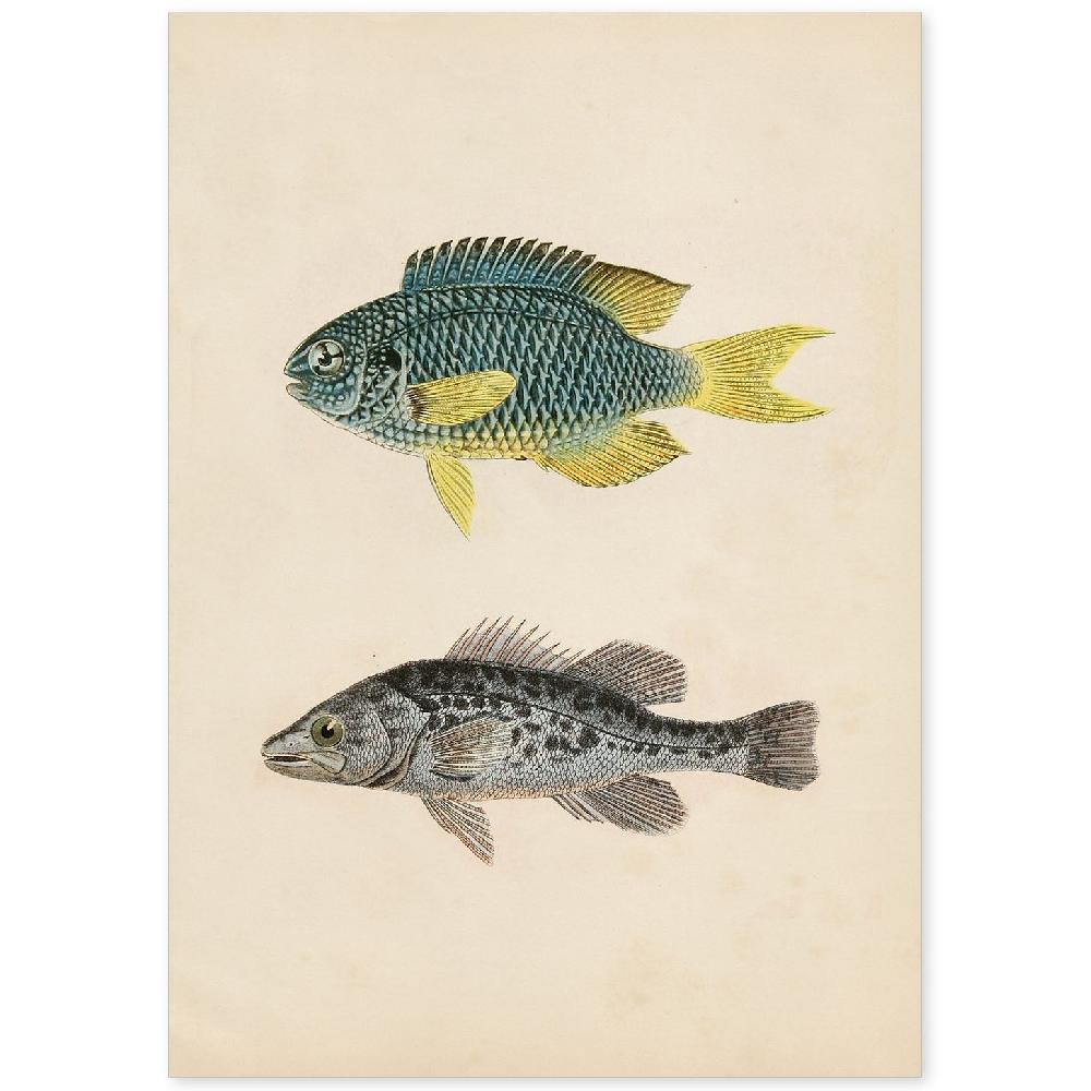 nacnic Lámina Vintage de Peces Azul Amarillo y Gris