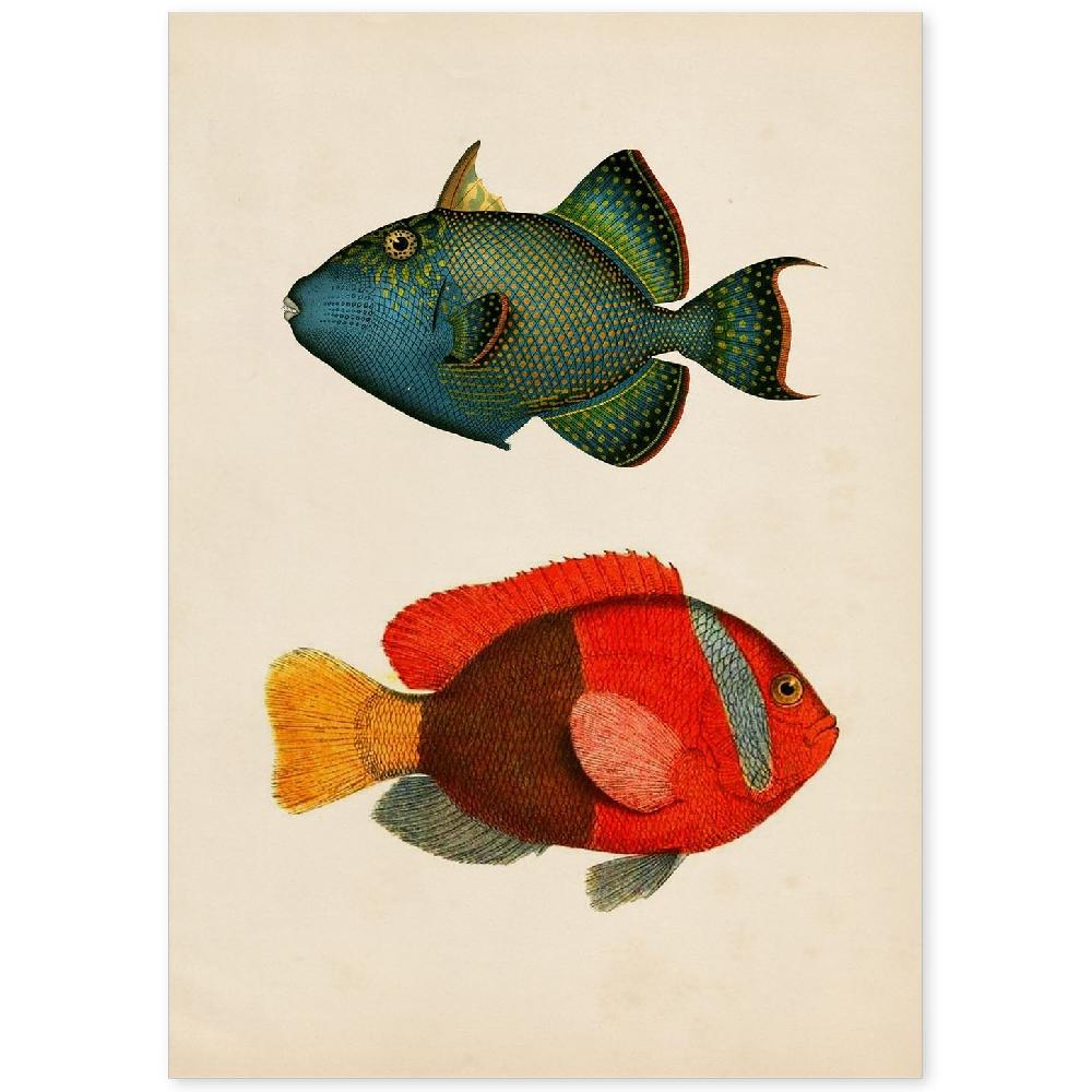 nacnic Lámina Vintage de Peces en Colores Vibrantes
