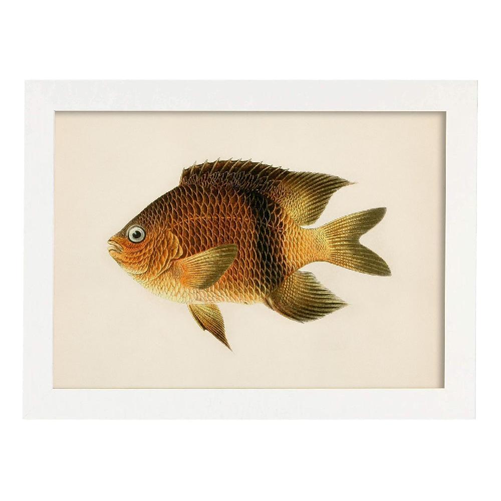 Nacnic Lámina Vintage De Pez Marrón Amarillo Y Naranja