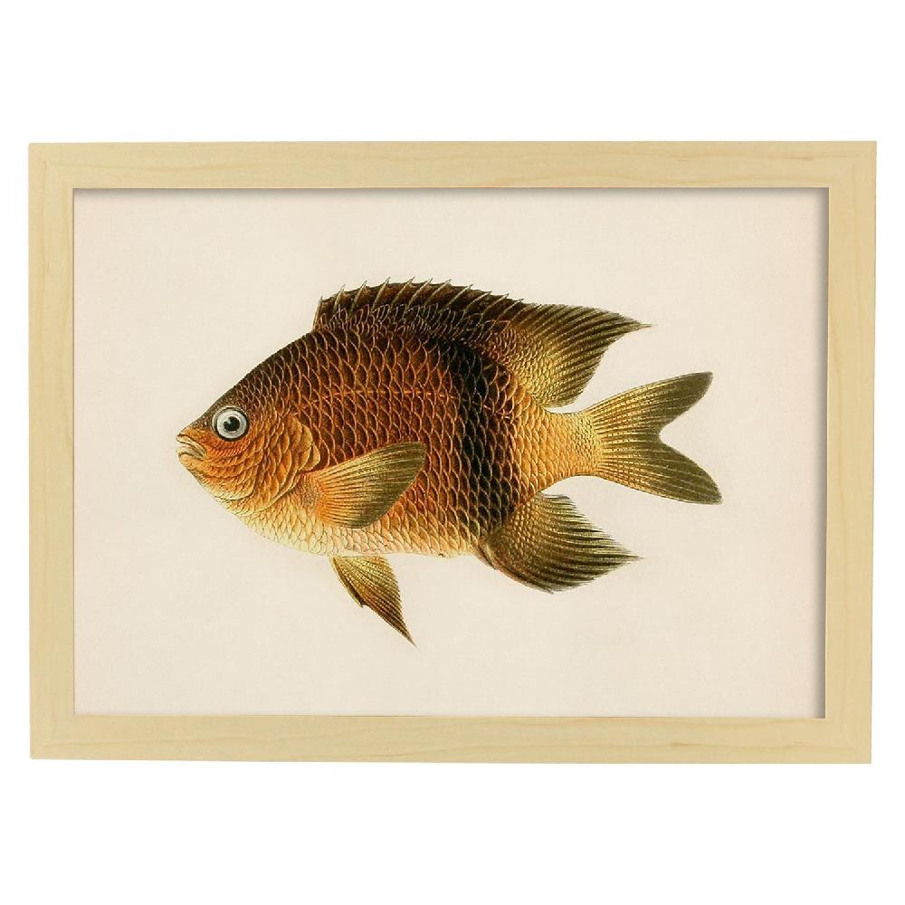 Nacnic Lámina Vintage De Pez Marrón Amarillo Y Naranja