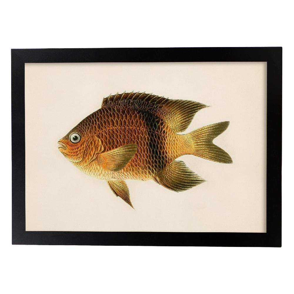 Nacnic Lámina Vintage De Pez Marrón Amarillo Y Naranja
