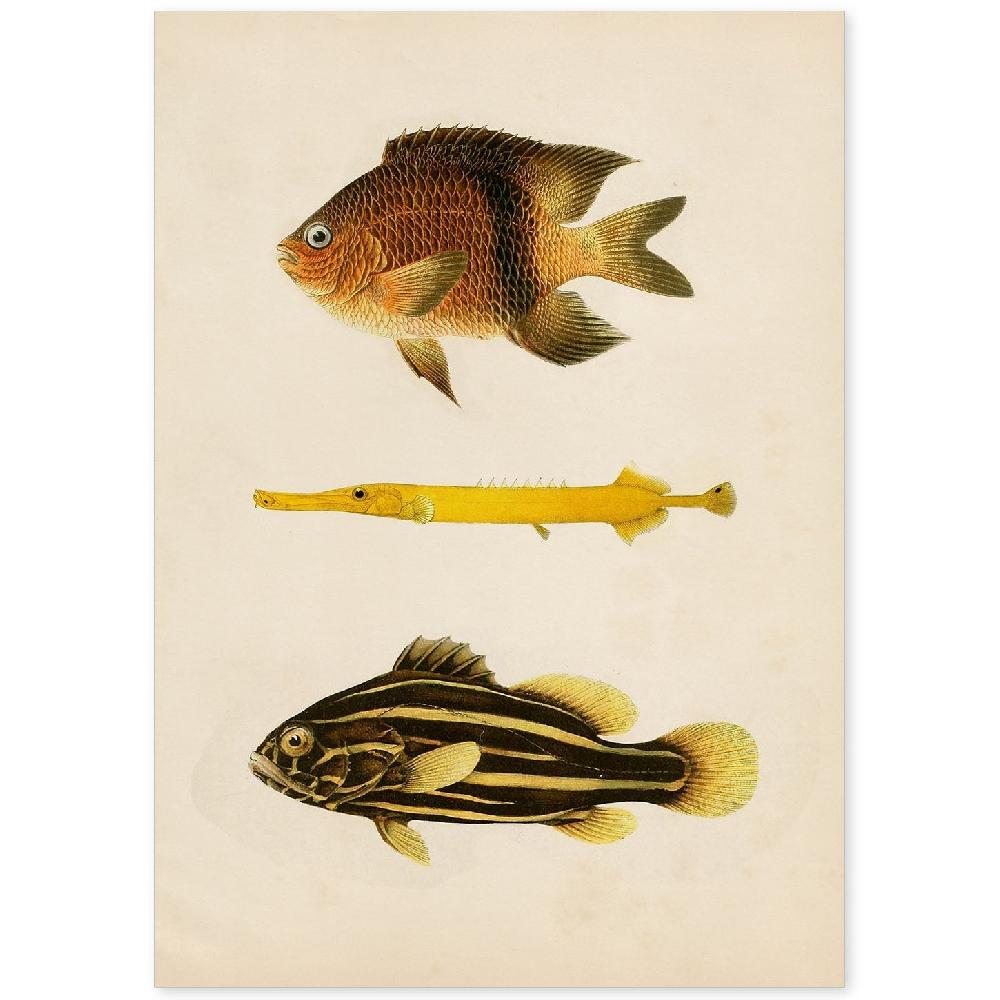 nacnic Lámina Vintage de Tres Peces Amarillo Marron y Negro