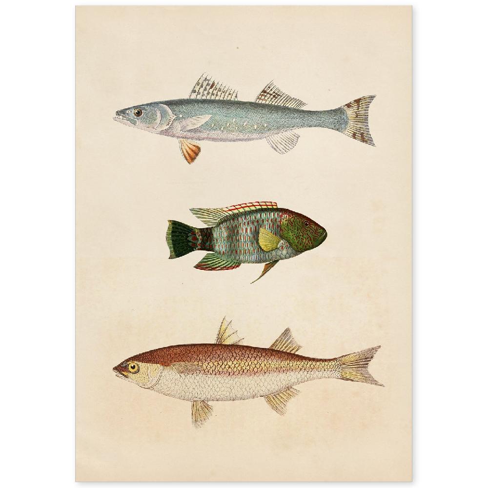 nacnic Lámina Vintage de Tres Peces en Azul Verde Marrón y Beige
