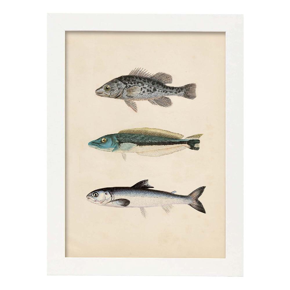 Nacnic Lámina Vintage De Tres Peces En Gris Azul Y Blanco