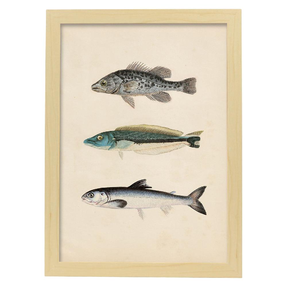 Nacnic Lámina Vintage De Tres Peces En Gris Azul Y Blanco