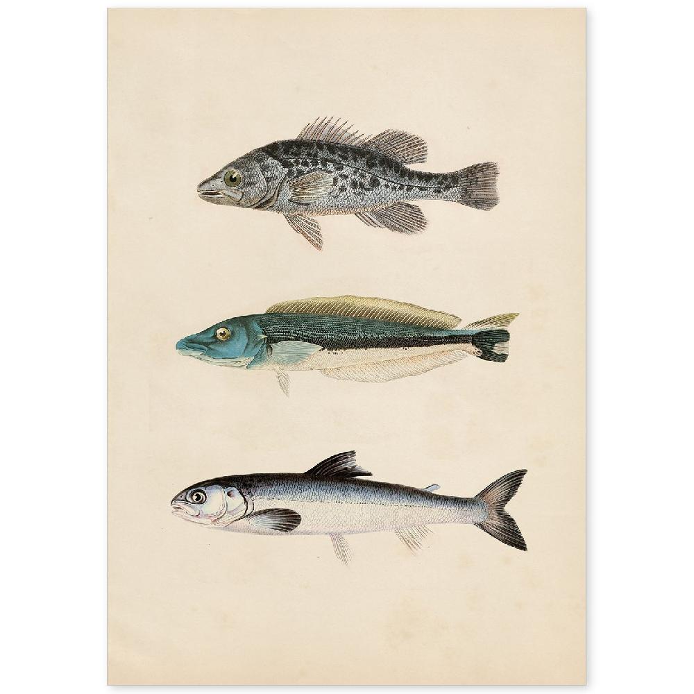 nacnic Lámina Vintage de Tres Peces en Gris Azul y Blanco