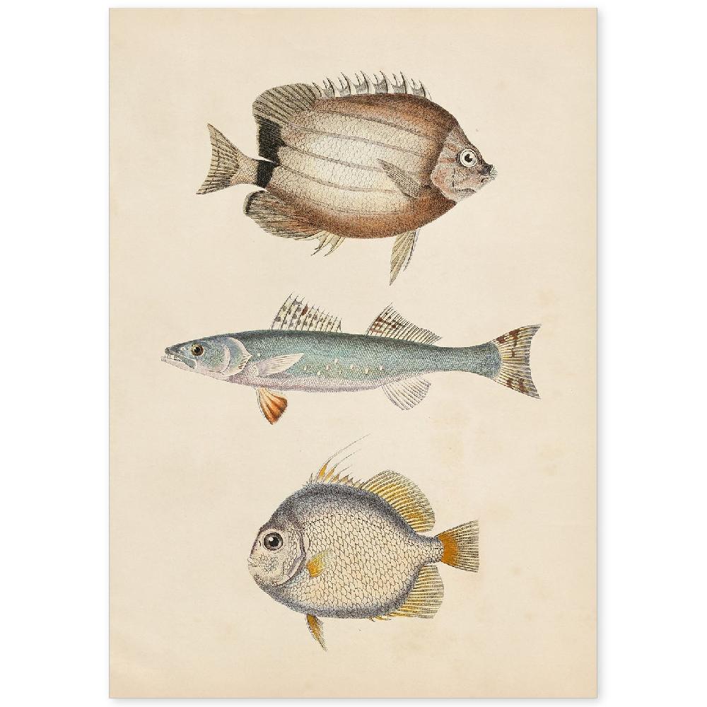 nacnic Lámina Vintage de Tres Peces Marrón Azul y Gris