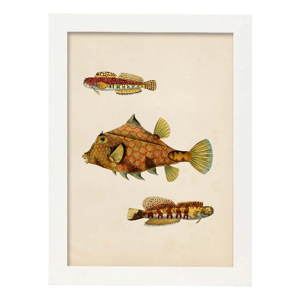 Nacnic Lámina Vintage De Tres Peces Marrones Y Amarillos