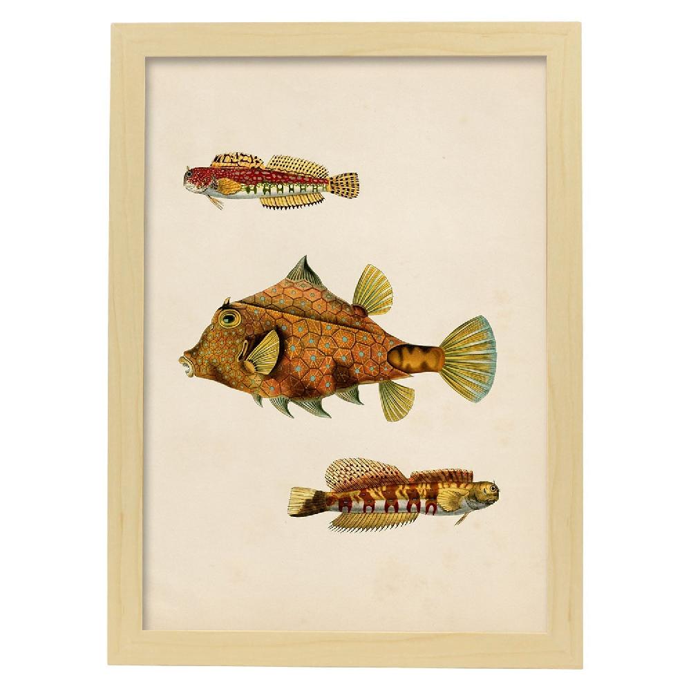 Nacnic Lámina Vintage De Tres Peces Marrones Y Amarillos