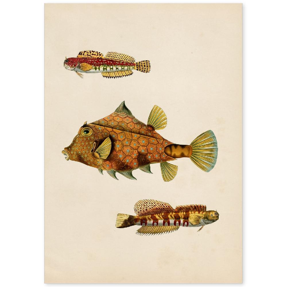 nacnic Lámina Vintage de Tres Peces Marrones y Amarillos