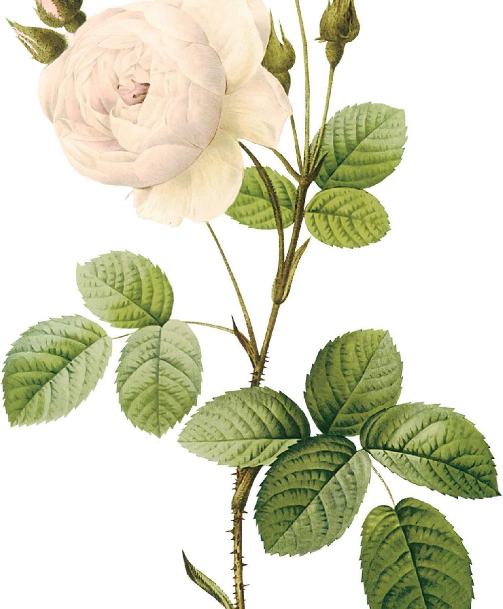 Nacnic Láminas Botánicas Soft White En Papel Sepia 250g - Juego De 4