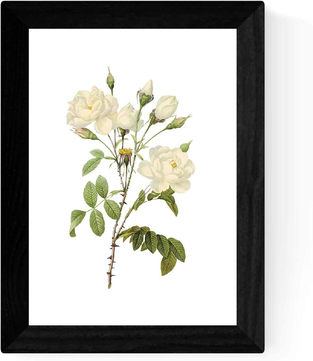 Nacnic Láminas Botánicas Soft White En Papel Sepia 250g - Juego De 4