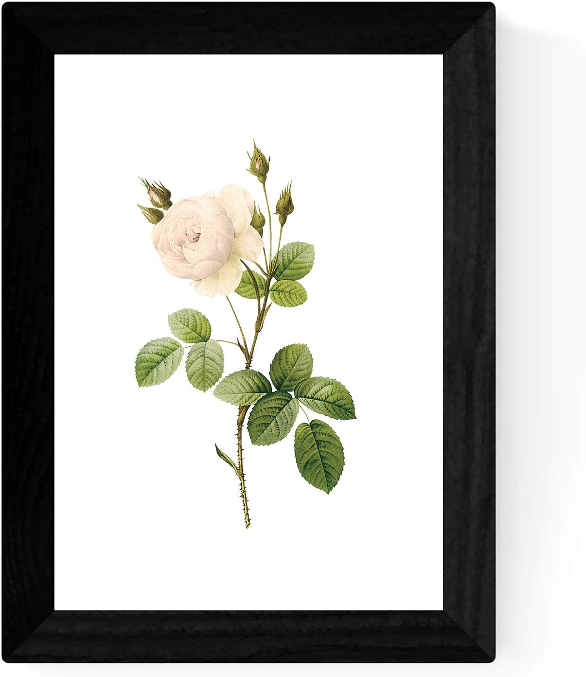 Nacnic Láminas Botánicas Soft White En Papel Sepia 250g - Juego De 4